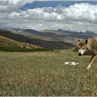 Le loup de l’Himalaya vit sur les haut plateaux du Cachemire, du Népal et du Tibet. © Geraldine Werhahn